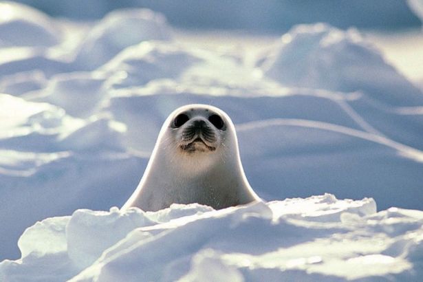 u0422u044eu043bu0435u043du0438 u0432 u041bu0443u0436u0441u043au043eu0439 u0433u0443u0431u0435 u043du0430u0445u043eu0434u044fu0442u0441u044f u0432 u0431u0435u0437u043eu043fu0430u0441u043du043eu0441u0442u0438