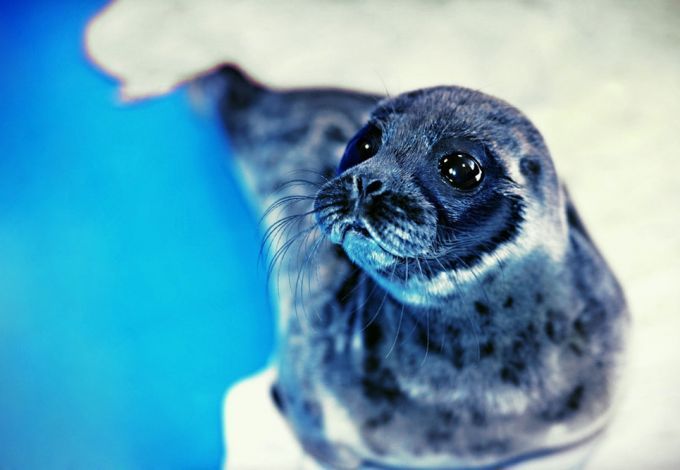 u0414u0435u0442u0435u043du044bu0448u0438 u043du0435u0440u043fu044b u043du0443u0436u0434u0430u044eu0442u0441u044f u0432 u043fu043eu043cu043eu0449u0438 u043fu0435u0442u0435u0440u0431u0443u0440u0436u0446u0435u0432