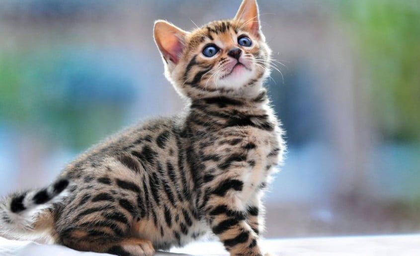 u0412 u041fu0435u0442u0435u0440u0431u0443u0440u0433u0435 u0440u0430u0437u0434u0430u0434u0443u0442 u043au043eu0442u043eu0432 u0431u0435u043du0433u0430u043bu044cu0441u043au043eu0439 u043fu043eu0440u043eu0434u044b u0437u0430 u0434u043eu043du0435u0439u0448u043d