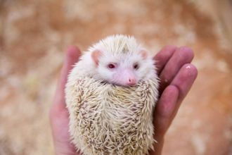 u041au043eu043du0442u0430u043au0442u043du044bu0435 u0437u043eu043eu043fu0430u0440u043au0438 u041fu0435u0442u0435u0440u0431u0443u0440u0433u0430