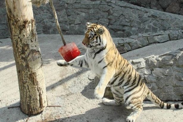 u0416u0438u0432u043eu0442u043du044bu0445 u041bu0435u043du0438u043du0433u0440u0430u0434u0441u043au043eu0433u043e u0437u043eu043eu043fu0430u0440u043au0430 u0443u0433u043eu0441u0442u0438u043bu0438 u043bu0435u0434u044fu043du044bu043c u0442u043eu0440u0442u043eu043c