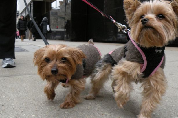 u041eu0441u043eu0431u0435u043du043du043eu0441u0442u0438 u0432u044bu0433u0443u043bu0430 u043cu0435u043bu043au0438u0445 u043fu043eu0440u043eu0434 u0441u043eu0431u0430u043a