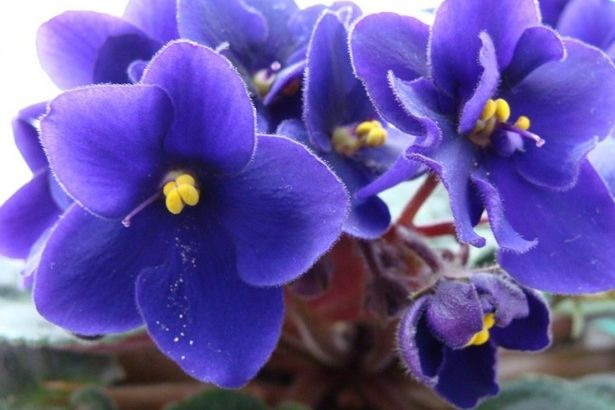 18 u0430u0432u0433u0443u0441u0442u0430 u0440u0430u0441u0446u0432u0435u0442u0451u0442 u00abu041bu0435u0442u043du0438u0439 u0431u0443u043au0435u0442u00bb