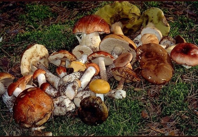 u0418u0434u0451u043c u0437u0430 u0433u0440u0438u0431u0430u043cu0438