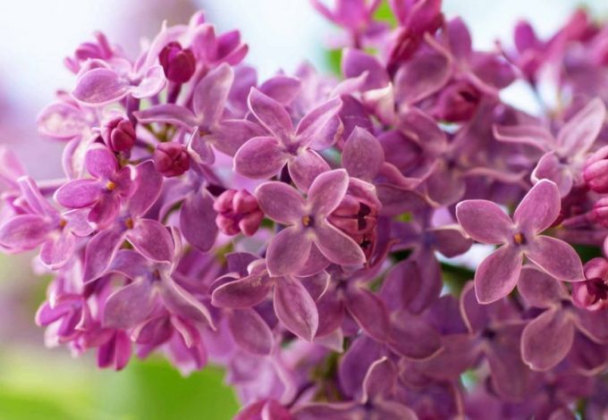 u0424u0435u0441u0442u0438u0432u0430u043bu044c u00abu0424u0435u0432u0440u0430u043bu044cu0441u043au0430u044f u0441u0438u0440u0435u043du044cu00bb u0432 u0411u043eu0442u0430u043du0438u0447u0435u0441u043au043eu043c u0441u0430u0434u0443