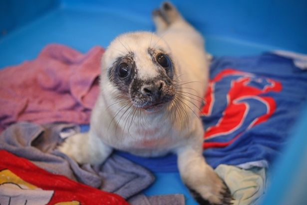 u041fu0435u0442u0435u0440u0431u0443u0440u0436u0446u0435u0432 u043fu0440u043eu0441u044fu0442 u043eu0431u0440u0430u0449u0430u0442u044c u0432u043du0438u043cu0430u043du0438u0435 u043du0430 u043fu043eu0442u0435u0440u044fu0432u0448u0438u0445u0441u044f u043cu0430u043bu0435u043du044cu043au0438u0445 u0442u044eu043bu0435u043du0435u0439