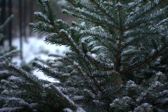 Зимние праздники невозможно представить без волшебной ёлки. В Ленинградской области каждый может легально и с удовольствием выбрать свою ёлку или сосну прямо в лесу, добавив в домашний праздник аромат свежести и натуральности.