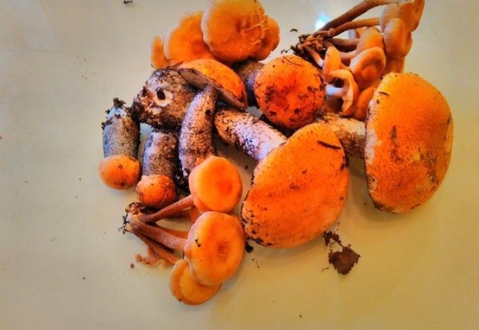 u0412 u041bu0435u043du0438u043du0433u0440u0430u0434u0441u043au043eu0439 u043eu0431u043bu0430u0441u0442u0438 u043fu043eu044fu0432u0438u043bu0438u0441u044c u043fu0435u0440u0432u044bu0435 u0433u0440u0438u0431u044b