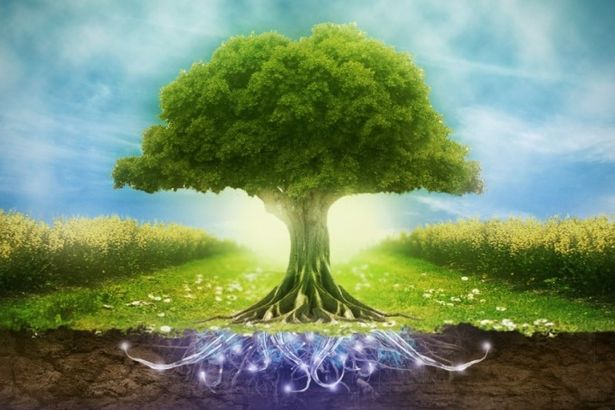 u041eu0442 u044du043au043e-u0430u0440u0442u0430 u0434u043e u0430u0440u0445u0438u0442u0435u043au0442u0443u0440u044b u043du0430 u0444u0435u0441u0442u0438u0432u0430u043bu0435 u00abu0417u0435u043bu0435u043du044bu0439 u041fu0435u0442u0435u0440u0431u0443u0440u0433u00bb