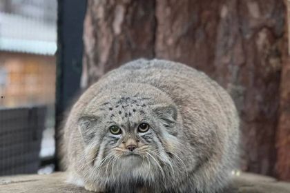 Манул Шу и птица-носорог калао Шанти признаны самыми популярными обитателями Ленинградского зоопарка по итогам 2025 года.