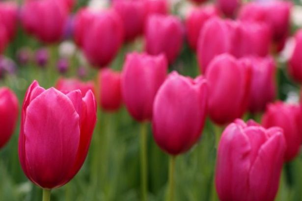 u0412u044bu0441u0442u0430u0432u043au0430 u0442u044eu043bu044cu043fu0430u043du043eu0432 u00abu041cu0435u0447u0442u044b u043e u0432u0435u0441u043du0435u00bb