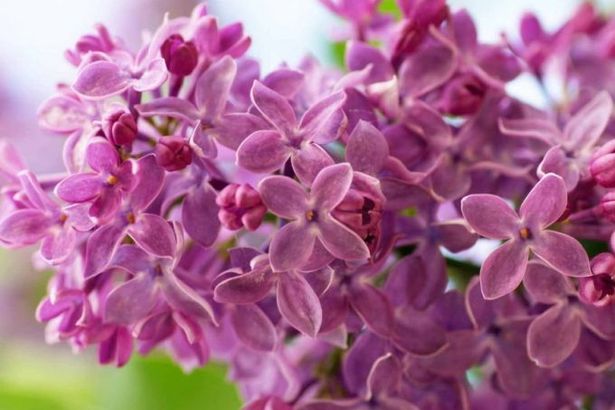 u0424u0435u0441u0442u0438u0432u0430u043bu044c u00abu0424u0435u0432u0440u0430u043bu044cu0441u043au0430u044f u0441u0438u0440u0435u043du044cu00bb u0432 u0411u043eu0442u0430u043du0438u0447u0435u0441u043au043eu043c u0441u0430u0434u0443