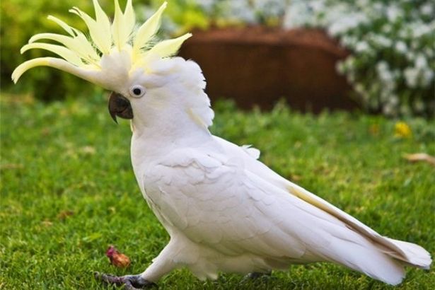 u0412 u041bu043eu043cu043eu043du043eu0441u043eu0432u0441u043au043eu043c u0440u0430u0439u043eu043du0435 u043eu0431u044au044fu0432u0438u043bu0441u044f u043fu0435u0440u043du0430u0442u044bu0439 u043fu043eu0445u0438u0442u0438u0442u0435u043bu044c u0432u0438u0448u0435u043d