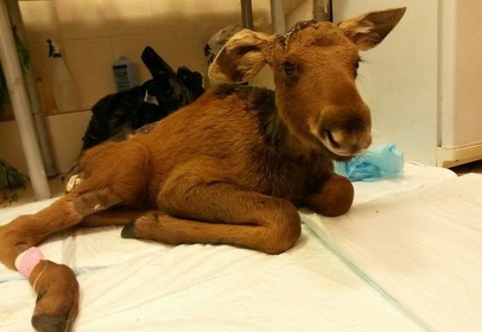 u041fu0435u0442u0435u0440u0431u0443u0440u0436u0435u0446 u0441u043fu0430u0441 u043bu043eu0441u0435u043du043au0430 u043eu0442 u0441u043eu0431u0430u043a