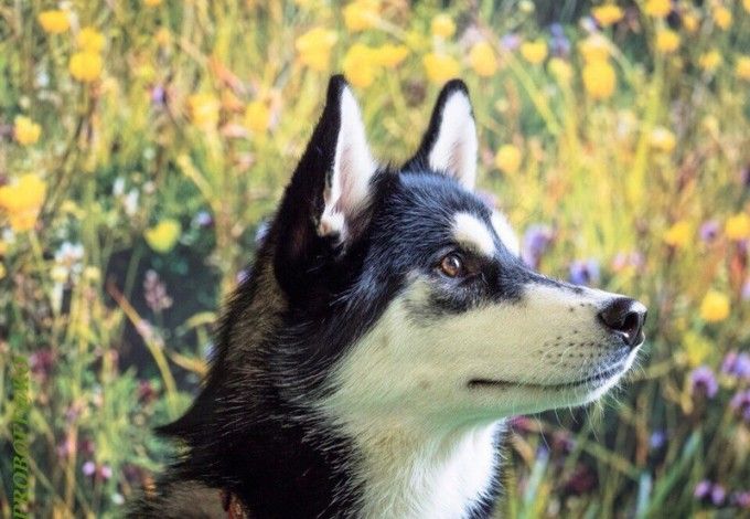 u0424u0435u0441u0442u0438u0432u0430u043bu044c u043eu0447u0430u0440u043eu0432u0430u0442u0435u043bu044cu043du044bu0445 u0445u0430u0441u043au0438 u0438 u043cu0430u043bu0430u043cu0443u0442u043eu0432 u043fu0440u043eu0439u0434u0435u0442 u0432 u00abu042du0442u0430u0436u0430u0445u00bb