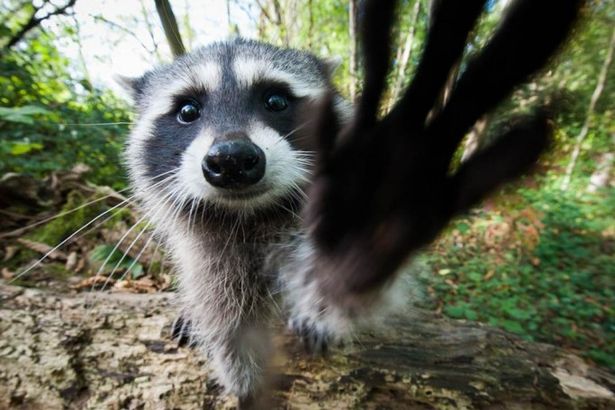 u00abu0424u0435u0441u0442u0438u0432u0430u043bu044c u0435u043du043eu0442u043eu0432u00bb u043fu0440u043eu0439u0434u0451u0442 u043du0430 u041bu0438u0433u043eu0432u043au0435