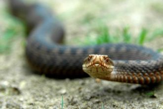 u0413u0430u0434u044eu043au0438 u0430u0442u0430u043au0443u044eu0442 u043fu0435u0442u0435u0440u0431u0443u0440u0436u0446u0435u0432