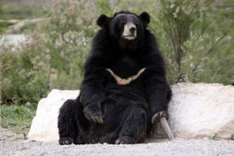 u0413u0438u043cu0430u043bu0430u0439u0441u043au043eu0433u043e u043cu0435u0434u0432u0435u0434u044f u043fu043eu0439u043cu0430u043bu0438 u0432 u041bu0435u043du043eu0431u043bu0430u0441u0442u0438