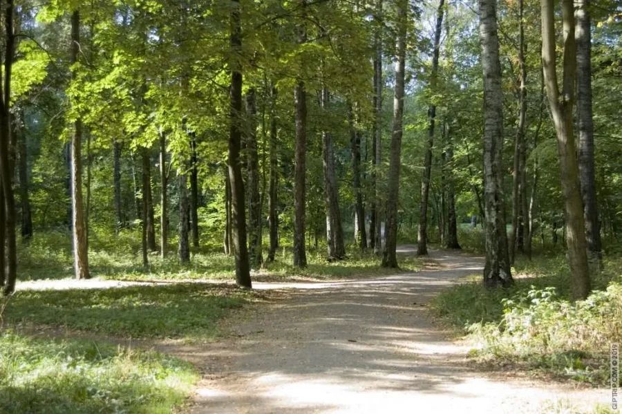 Живописные аллеи Политехнического парка с вековыми деревьями и ухоженными дорожками