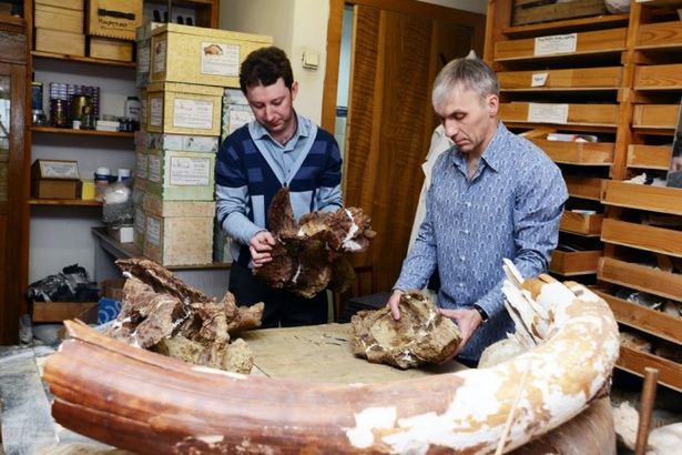 u041fu0435u0442u0435u0440u0431u0443u0440u0433u0441u043au0438u0435 u0443u0447u0451u043du044bu0435 u043du0430u0448u043bu0438 u0434u0440u0435u0432u043du0435u0433u043e u0432u0435u043bu0438u043au0430u043du0430