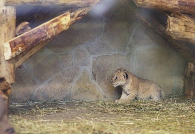 u041cu0443u0437u0435u0439u0449u0438u043au0438 u043fu0440u0435u0434u043bu0430u0433u0430u044eu0442 u0434u0430u0442u044c u0438u043cu044f u0418u0441u0430u0430u043au0438u0439 u043bu044cu0432u0435u043du043au0443 u0438u0437 u0437u043eu043eu043fu0430u0440u043au0430