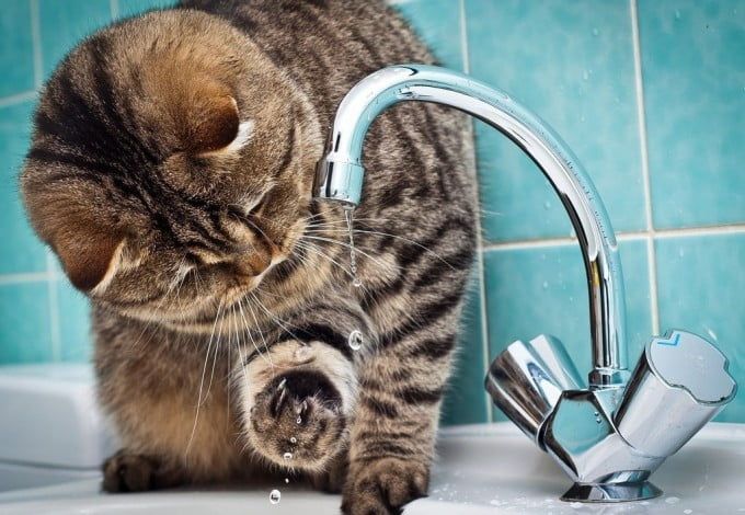 u041eu043fu0443u0431u043bu0438u043au043eu0432u0430u043d u0433u0440u0430u0444u0438u043a u043eu0442u043au043bu044eu0447u0435u043du0438u044f u0433u043eu0440u044fu0447u0435u0439 u0432u043eu0434u044b u0432 u041fu0435u0442u0435u0440u0431u0443u0440u0433u0435