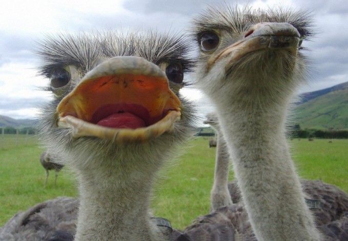 Сотрудники одного из зоопарков Ленобласти смогли научить африканских страусов встречать и сопровождать гостей по всей территории контактного зоопарка. Теперь гигантские птицы Чунга и Чанга работают экскурсоводами на ферме.