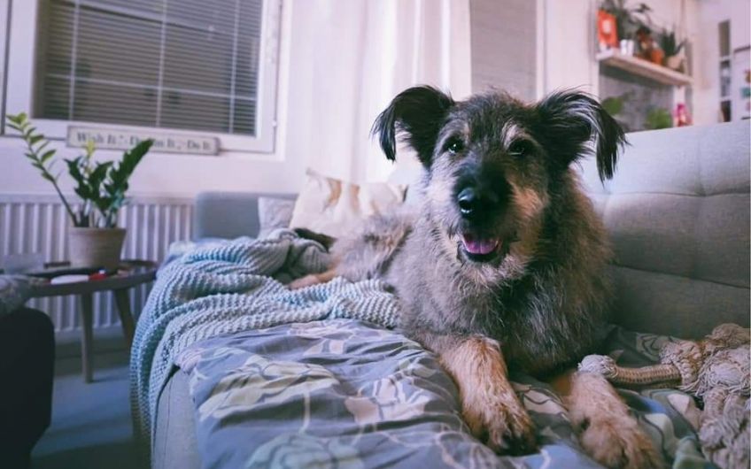 u0423 u043fu0435u0442u0435u0440u0431u0443u0440u0436u0446u0435u0432 u043fu043eu044fu0432u0438u043bu0430u0441u044c u0432u043eu0437u043cu043eu0436u043du043eu0441u0442u044c u043eu0431u0437u0430u0432u0435u0441u0442u0438u0441u044c u0447u0435u0442u0432u0435u0440u043eu043du043eu0433u0438u043c u0434u0440u0443u0433u043eu043c u043du0430 u0432u0440u0435u043cu044f u043au0430u0440u0430u043du0442u0438u043du0430