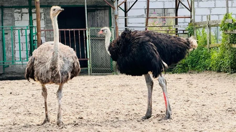 Страусы эму на Австралийском хуторе в Выборгском районе