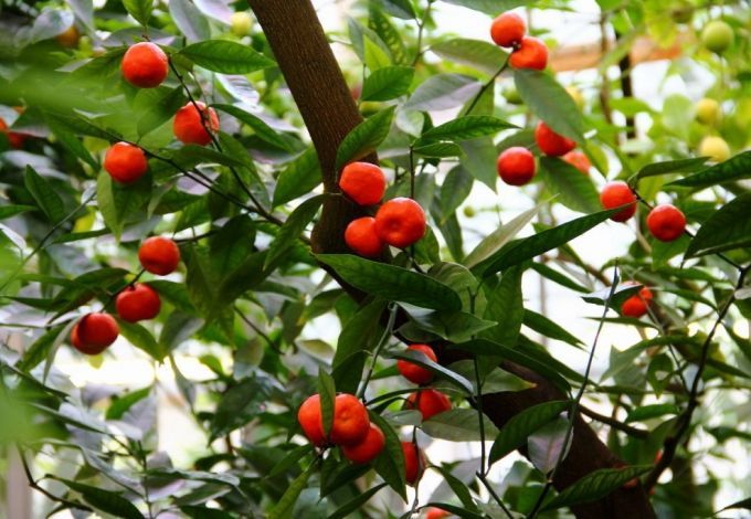  u0411u043eu0442u0430u043du0438u0447u0435u0441u043au0438u0439 u0441u0430u0434 u0440u0430u0441u043fu0440u043eu0434u0430u0441u0442 u0440u0435u0434u043au0438u0435 u0440u0430u0441u0442u0435u043du0438u044f u043fu043e u043du0438u0437u043au0438u043c u0446u0435u043du0430u043c