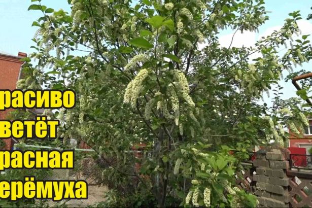 Около строящегося футбольного стадиона в западной части Крестовского острова высадили 18 мелколистных лип, более 500 саженцев кизильника блестящего и 48 кустов сирени различных сортов.
