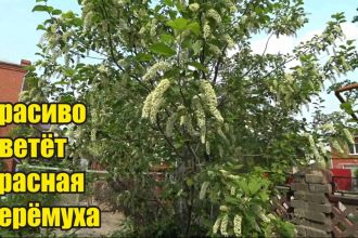 Около строящегося футбольного стадиона в западной части Крестовского острова высадили 18 мелколистных лип, более 500 саженцев кизильника блестящего и 48 кустов сирени различных сортов.
