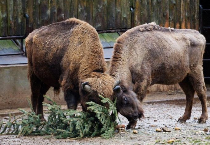 u041fu0435u0442u0435u0440u0431u0443u0440u0436u0446u044b u0441u043cu043eu0433u0443u0442 u043eu0442u0434u0430u0442u044c u043du043eu0432u043eu0433u043eu0434u043du044eu044e u0435u043bu043au0443 u043du0430 u043au043eu0440u043c u0437u0443u0431u0440u0430u043c