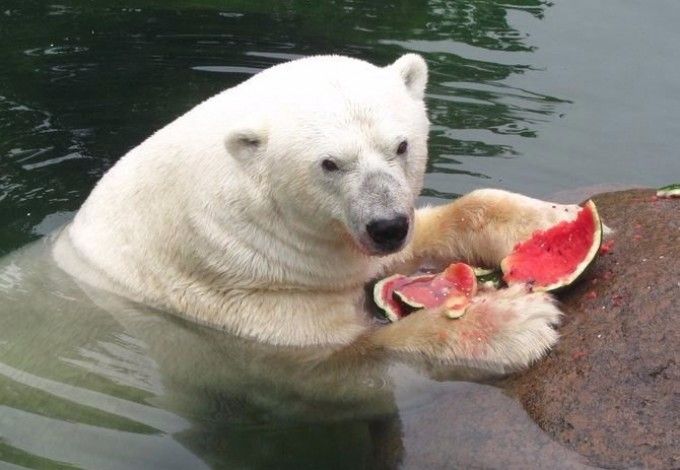 Для этого достаточно посетить «День добрых дел» 18 сентября. Оставить свои подарки можно будет на входе, в специальной зоне. Кроме того, для всех желающих покажут различные мастер-классы, а после пройдут показательные кормления питомцев зоопарка.