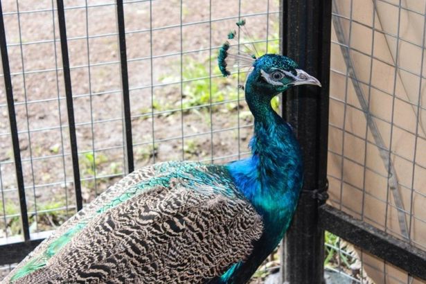 u0412 u0415u043au0430u0442u0435u0440u0438u043du0438u043du0441u043au043eu043c u043fu0430u0440u043au0435 u043fu043eu0441u0435u043bu0438u043bu0438u0441u044c u043fu0430u0432u043bu0438u043du044b