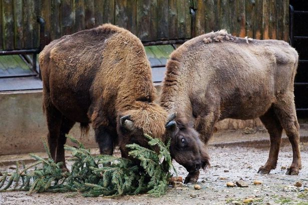 Всем любителям живых новогодних елочек будет интересно — отслужившее деревце можно утилизировать с пользой, отдав, 20 января, где сосны и ели измельчат и сделают корм или подстилку для&nbsp; животных.