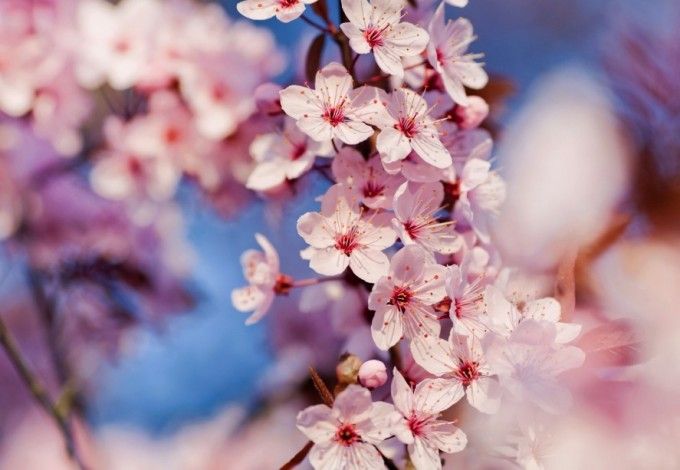 u0412 u041fu0435u0442u0435u0440u0431u0443u0440u0433u0435 u0437u0430u0446u0432u0435u043bu0430 u0441u0430u043au0443u0440u0430