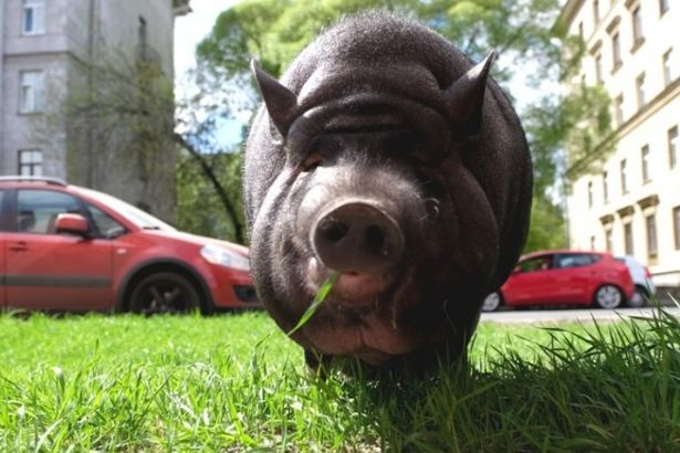 u041fu043e u0412u0430u0441u0438u043bu044cu0435u0432u0441u043au043eu043cu0443 u043eu0441u0442u0440u043eu0432u0443 u0433u0443u043bu044fu0435u0442 u0441u0432u0438u043du044cu044f u0412u0430u0440u044f