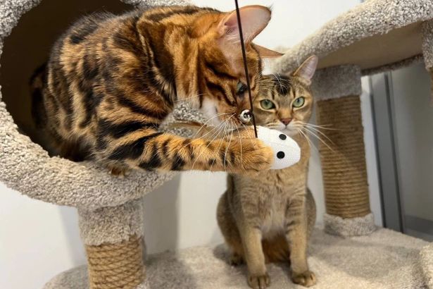 Собрали 14 зоогостиниц Петербурга для кошек, собак и экзотических животных — от загородных баз за 300₽/сутки до передержек при ветклиниках за 2000₽. Цены и условия проверены редакцией.