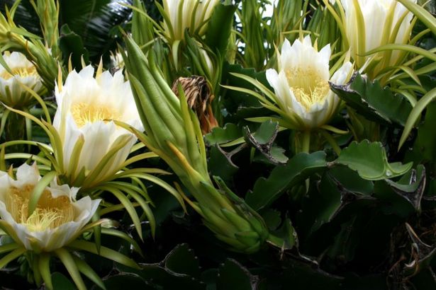 u0412 u0411u043eu0442u0430u043du0438u0447u0435u0441u043au043eu043c u0441u0430u0434u0443 u044du0442u043eu0439 u043du043eu0447u044cu044e u043cu043eu0436u043du043e u0431u0443u0434u0435u0442 u0443u0432u0438u0434u0435u0442u044c 14 u00abu0426u0430u0440u0438u0446 u043du043eu0447u0438u00bb