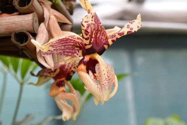 u0412 u0411u043eu0442u0430u043du0438u0447u0435u0441u043au043eu043c u0441u0430u0434u0443 u0437u0430u0446u0432u0435u043bu0438 u0442u0438u0433u0440u043eu0432u044bu0435 u0441u0442u0430u043du0433u043eu043fu0435u0438