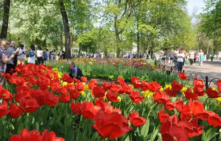 Цветущие тюльпаны разных сортов в парке на Елагином острове во время XIII Фестиваля тюльпанов в Санкт-Петербурге
