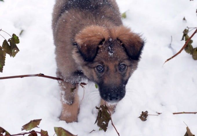 4 ноября Федор ушёл погулять и не возвращался в течение нескольких дней. Совсем недавно он вернулся самостоятельно и не один: с собой он привёл нового друга – бездомного щенка.