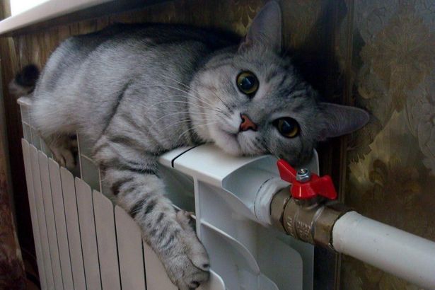 В этом году отопительный сезон планируют начать до 30 сентября, что на три недели раньше обычного. По прогнозам синоптиков в конце сентября – начале октября температура в Петербурге не будет подниматься выше +8 +12 градусов.