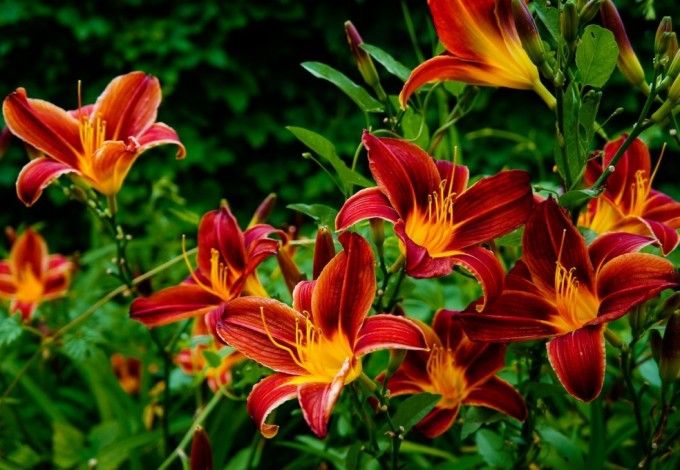 u0412 u0411u043eu0442u0430u043du0438u0447u0435u0441u043au043eu043c u0441u0430u0434u0443 u0437u0430u0446u0432u0435u043bu0438 u043bu0438u043bu0438u0438 u0438 u044du043au0437u043eu0442u0438u0447u0435u0441u043au0430u044f u0442u0430u043au043au0430