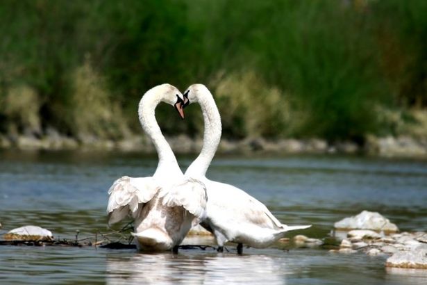 u041bu0435u0431u0435u0434u0438 u0432u0435u0440u043du0443u043bu0438u0441u044c u0432 u0442u0435u043fu043bu044bu0439 u041fu0435u0442u0435u0440u0431u0443u0440u0433