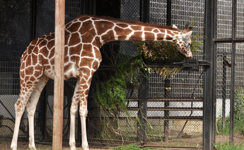 v5ngsly04e0vfxbmmfxxwspx 14003