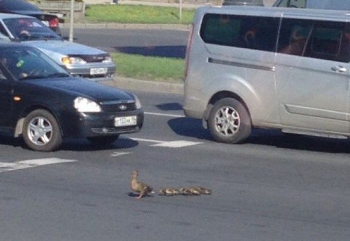 u0412 u041fu0435u0442u0435u0440u0431u0443u0440u0433u0435 u0443u0442u043au0430 u0441 u0443u0442u044fu0442u0430u043cu0438 u043eu0441u0442u0430u043du043eu0432u0438u043bu0430 u0434u0432u0438u0436u0435u043du0438u0435 u0430u0432u0442u043eu043cu043eu0431u0438u043bu0435u0439