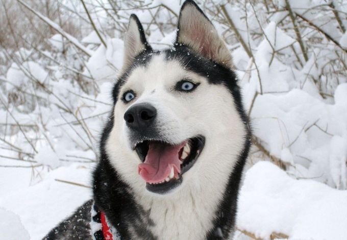 u0412u044bu0441u0442u0430u0432u043au0430 u00abu041fu043eu043au043eu0440u0438u0442u0435u043bu0438 u0421u0435u0432u0435u0440u0430u00bb