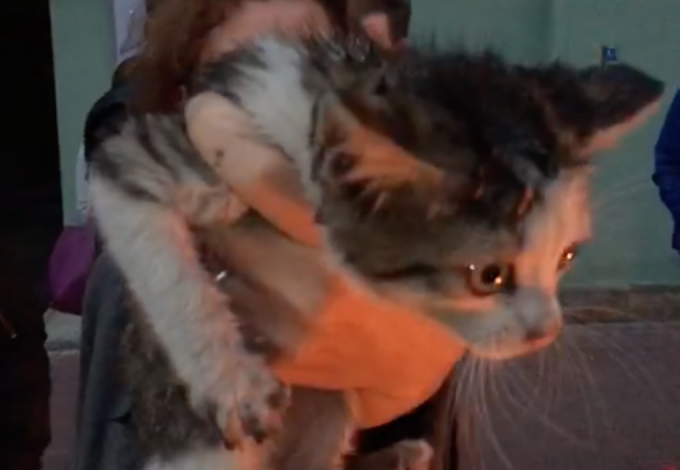 Мир не без добрых людей: целый час потребовался, чтобы достать испуганного малыша из-под капота иномарки. Котенок выскочил на проезжую часть, но водитель вовремя среагировал. Четвероногий малыш юркнул под капот, откуда не смог выбраться сам.